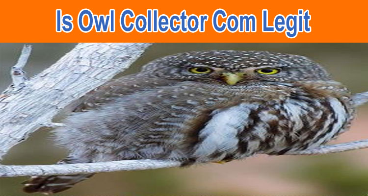 Is Owl Collector Com Legit